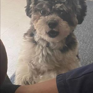 Meet your Posher, Latoria